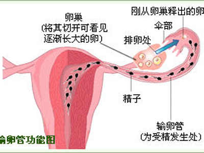 一侧输卵管会怀孕吗？怀孕几率有多大？